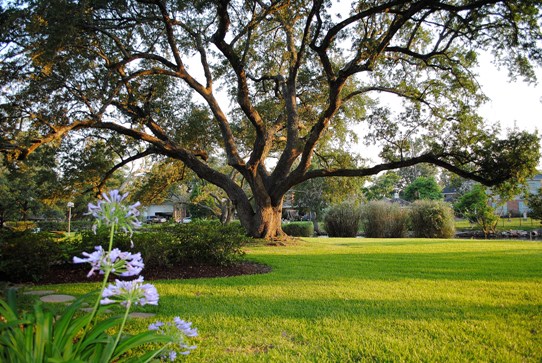 The Benjamin Wakefield Mount Registered Oak